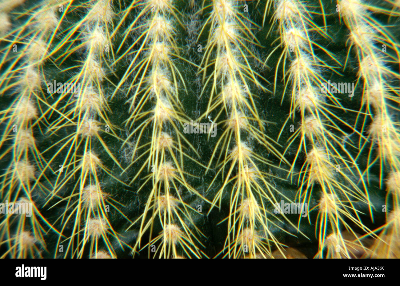 Nahaufnahme des oberen Notocactus Leninghausii Büschel bilden mehrjährige Kaktus mit viel gerippte golden spined Stamm Trivialname Gold Stockfoto