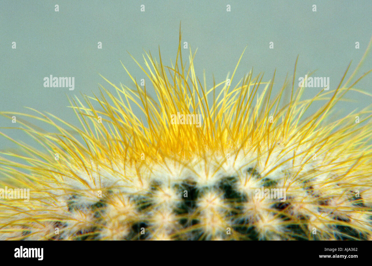 Nahaufnahme des oberen Notocactus Leninghausii Büschel bilden mehrjährige Kaktus mit viel gerippte golden spined Stamm Trivialname Gold Stockfoto