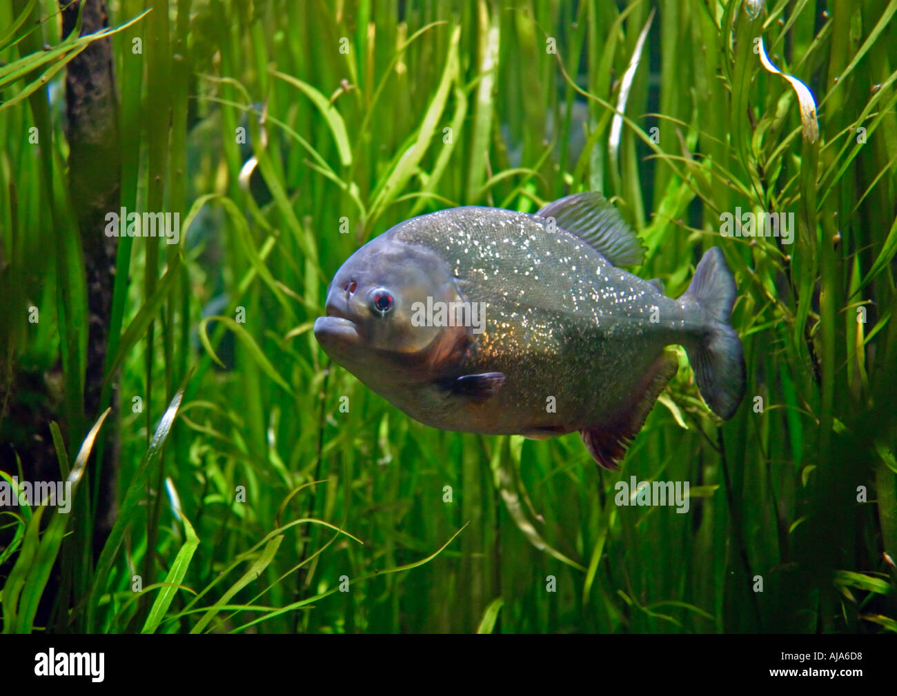 Red-Bellied Piranha Serrasalmus nattereri Stockfoto