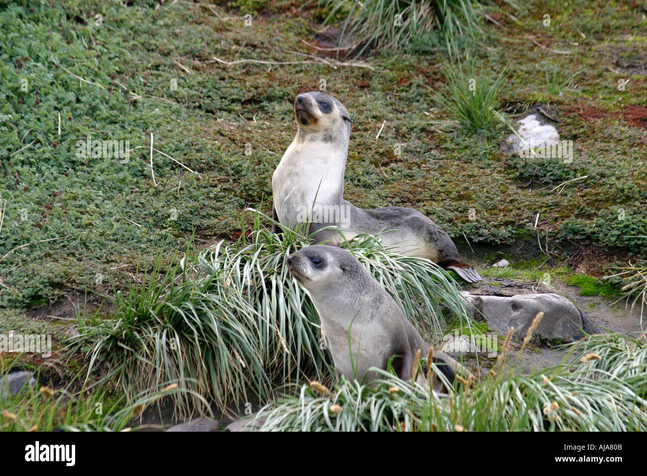 Junge Pelz Dichtungen im Rasen auf Peggity Bluff South Georgia Island Stockfoto