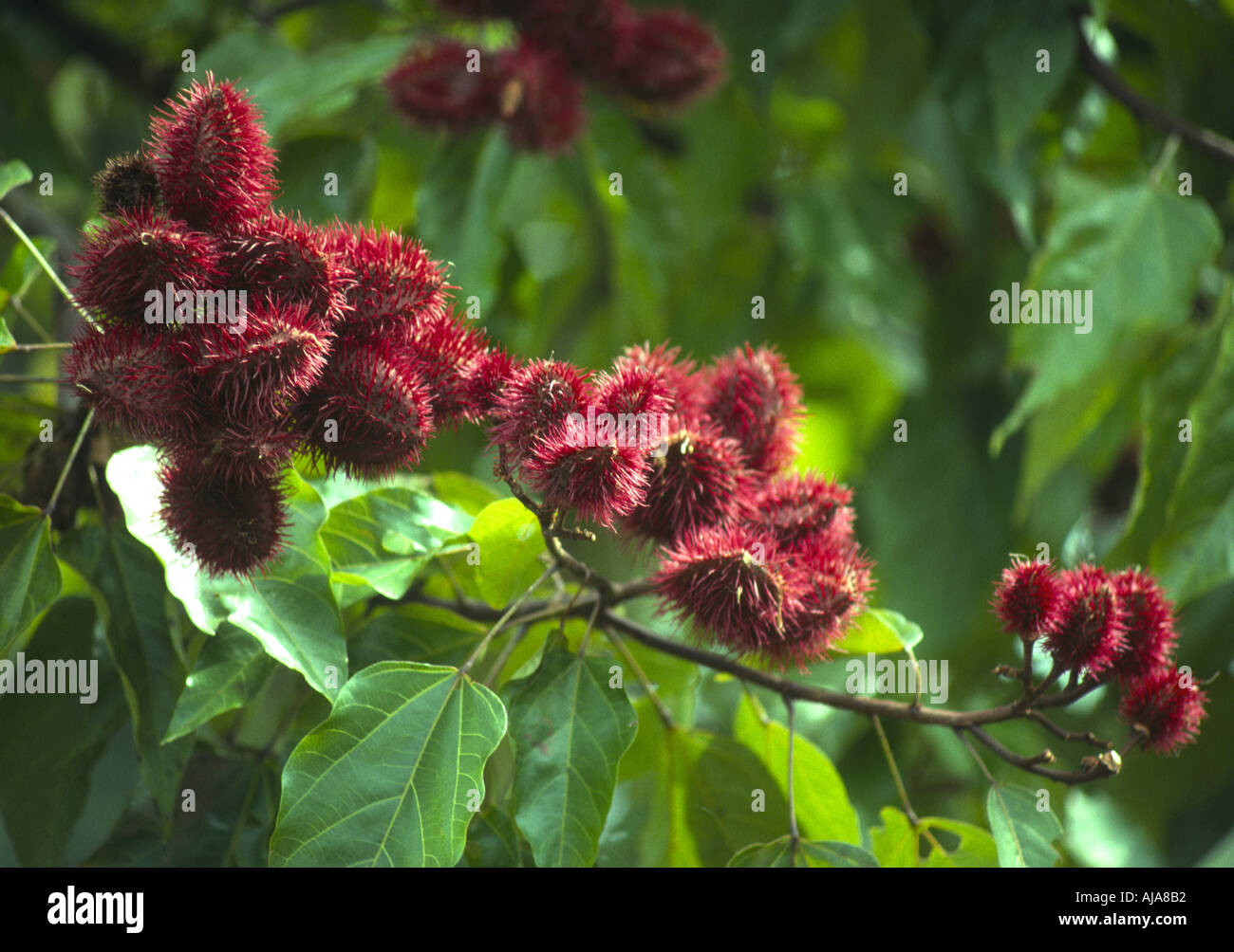 Ecuador-Amazonas Dschungel Pflanze Jengibre oder Urucu Bixa orellana Stockfoto