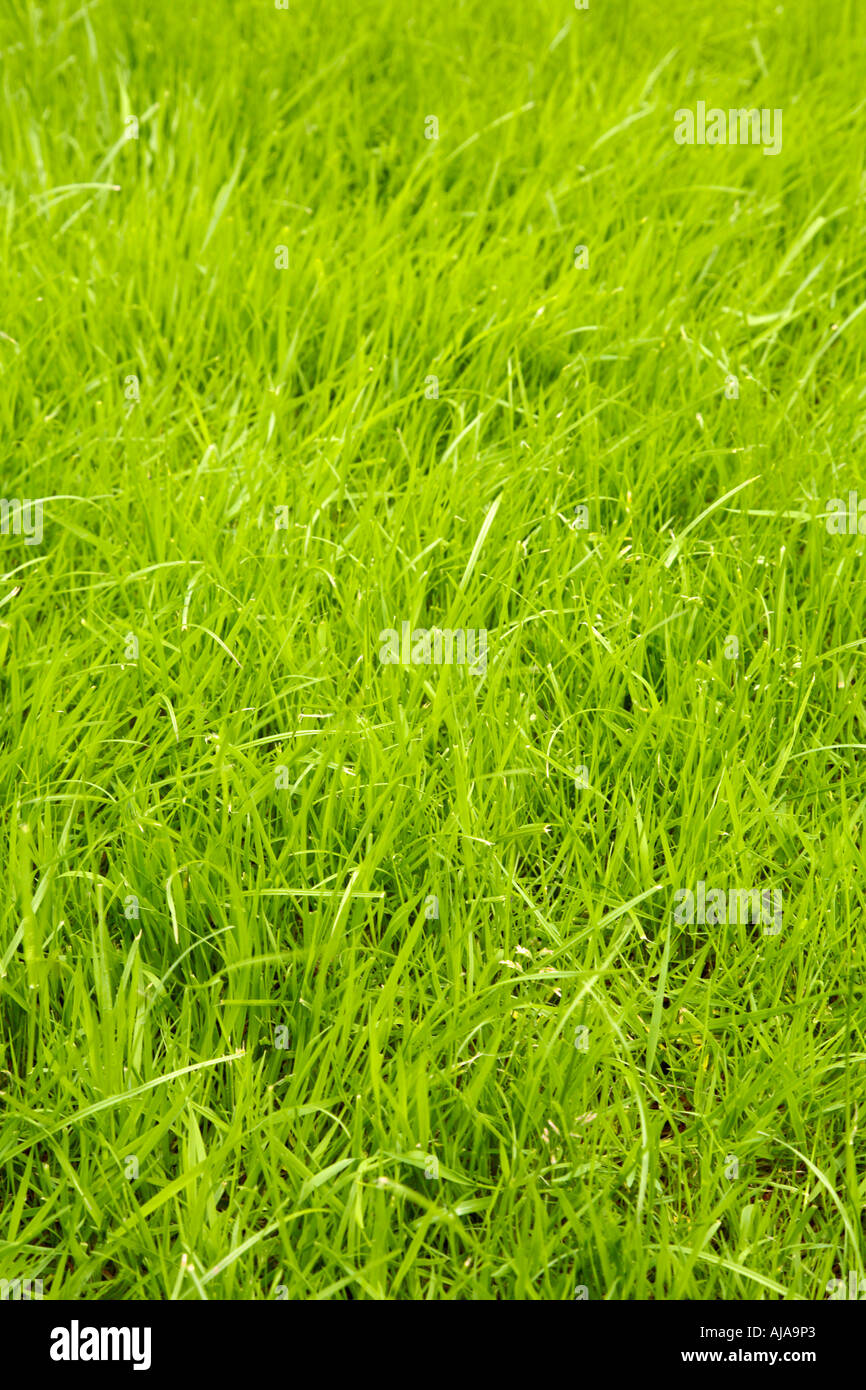 Frisches und gesundes Grasgrün Stockfoto