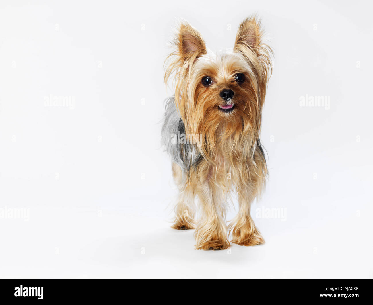 Porträt von Yorkshire-Terrier Stockfoto