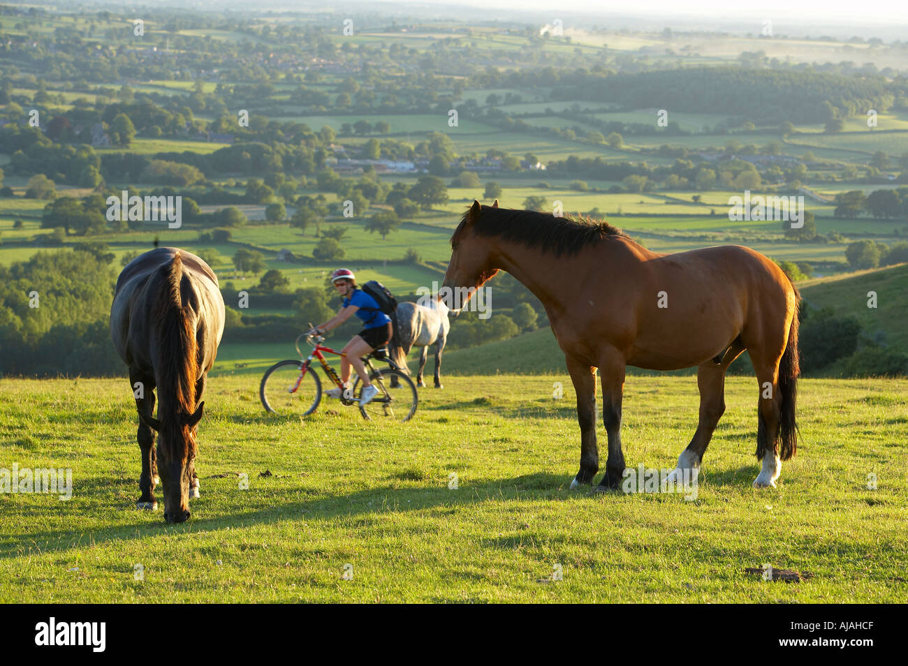 Frau auf Mountainbike Radfahren unter Pferde auf Hambledon Hill über die Blackmore Vale Dorset England UK Stockfoto