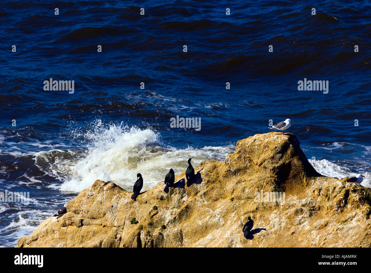 Pelagische Cormarants (Phalacrocorax Pelagicus) und California Möwen (Larus Californicus) am Bodega Landzungen Kalifornien Stockfoto