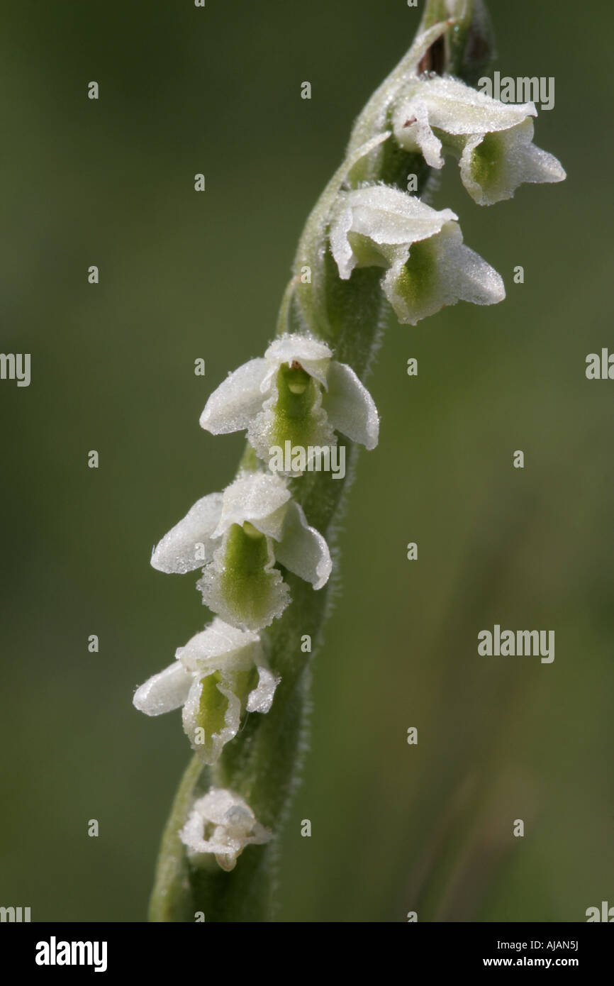 Blütenstand von Herbst Damen-locken, Spiranthes spiralis Stockfoto