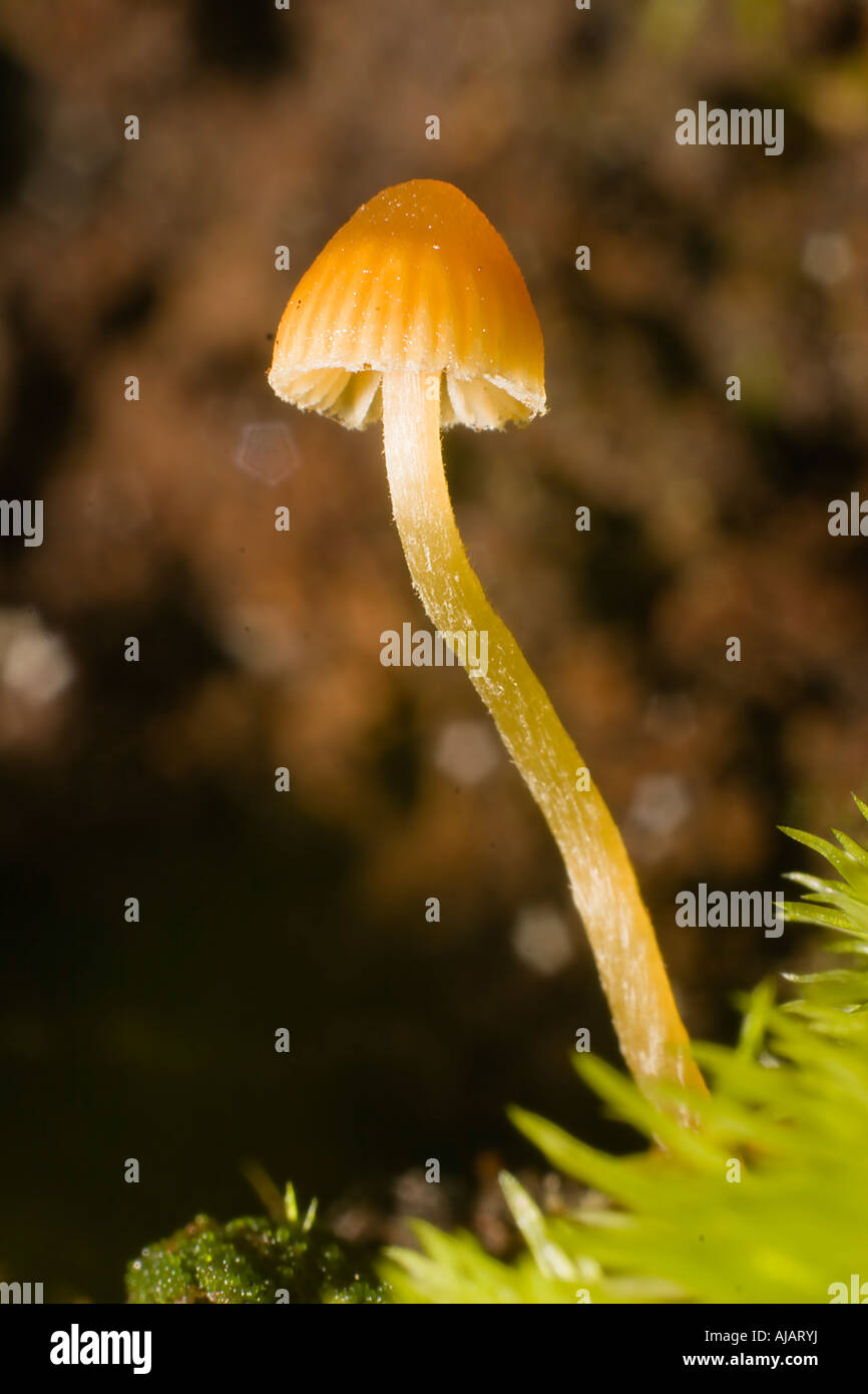 Makro ein gelber Pilz mit einem dunklen Hintergrund wächst in seiner natürlichen Umgebung Stockfoto