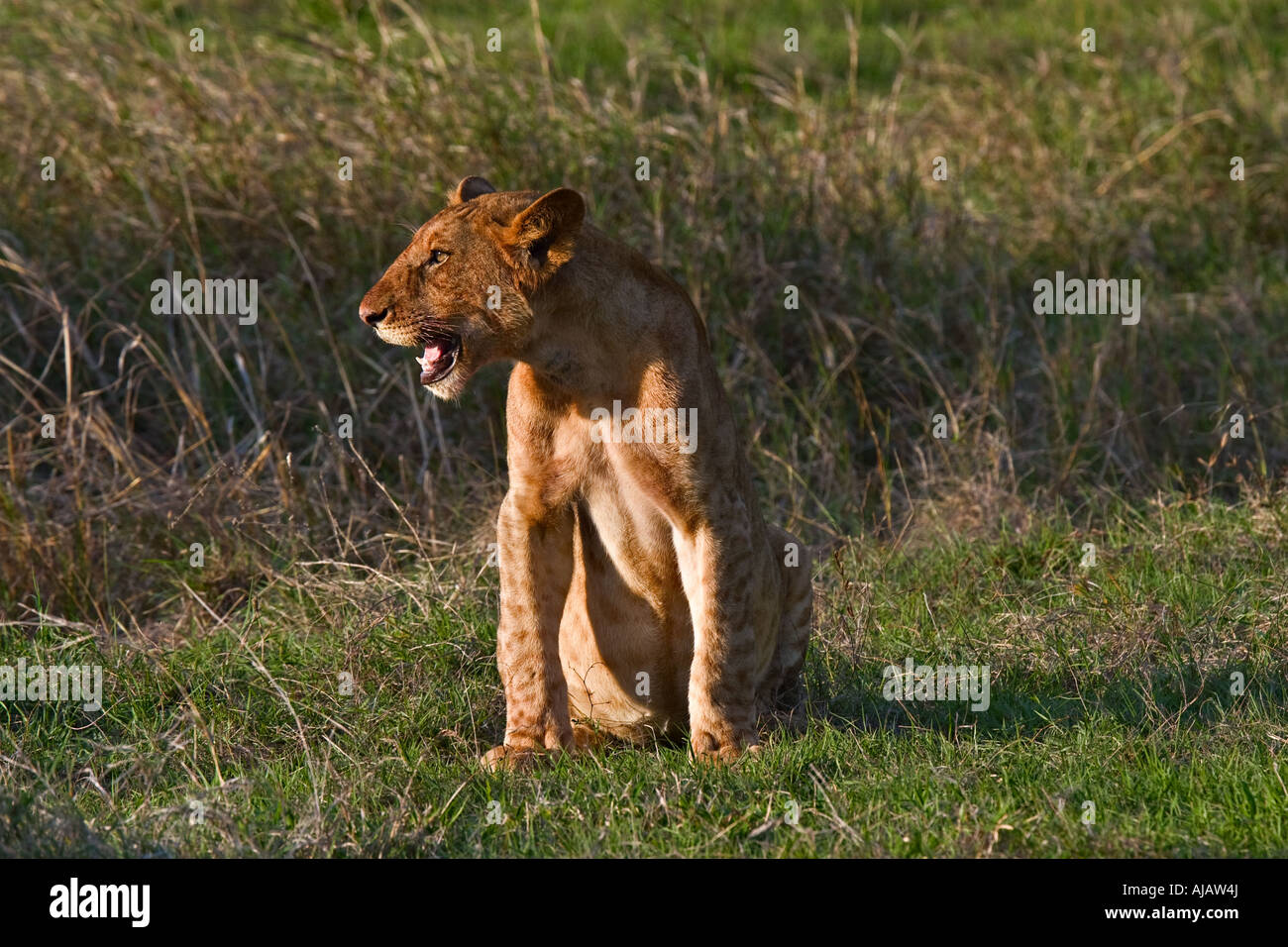 Junger Löwe (Panthera Leo) im Selous Game Reserve, Tansania, Afrika Stockfoto