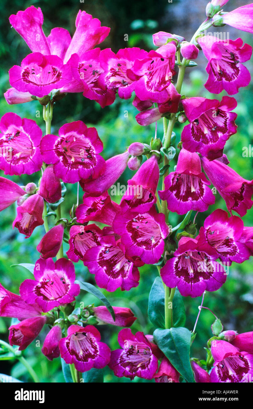 Penstemon Geoff Hamilton Stockfoto