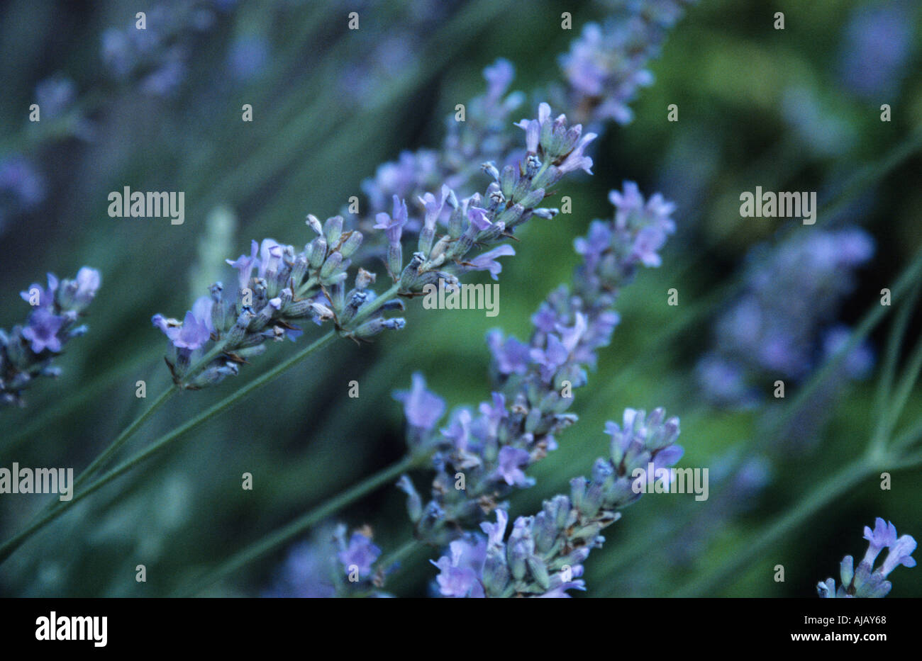 Lila Lavendel Köpfe im Wind wiegen Stockfoto