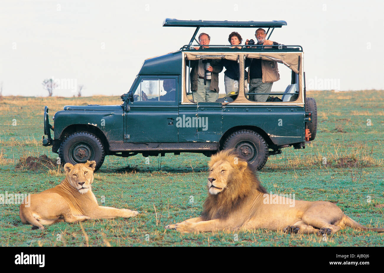 Touristen auf eine Pirschfahrt in der Nähe von Löwen in der Masai Mara National Reserve Kenia in Ostafrika Stockfoto