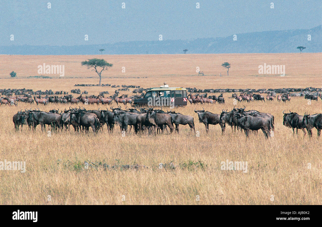 Toyota Landcruiser auf eine Pirschfahrt durch die riesigen Herden von Gnus und Topi Beweidung in der Masai Mara National Reserve Kenya Stockfoto