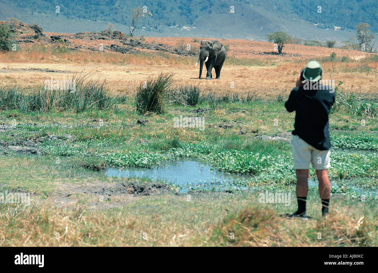 Touristen zu Fuß fotografiert Reife Elefantenbulle Ngorongoro Krater Tansania Ostafrika Stockfoto