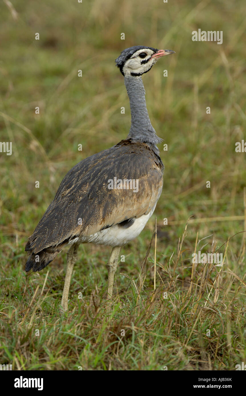 White-bellied Bustard Eupodotis Senegalensis männlichen Masaii Mara Kenia Stockfoto