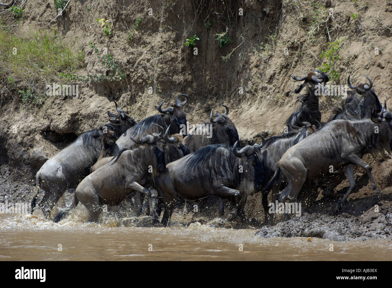 Brindel Gnu oder Gnus Connochaetes Taurinus Masaii Mara Kenia Gruppe versuchen, Gerangel Aufstieg aus den Mara River Stockfoto