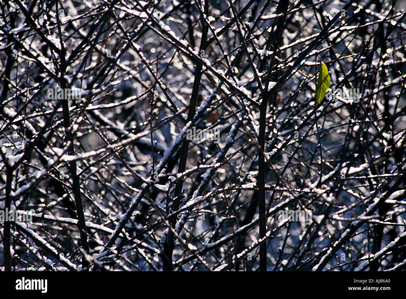 Winter kam früh und einem letzten Blatt noch auf dem Baum gefangen Stockfoto