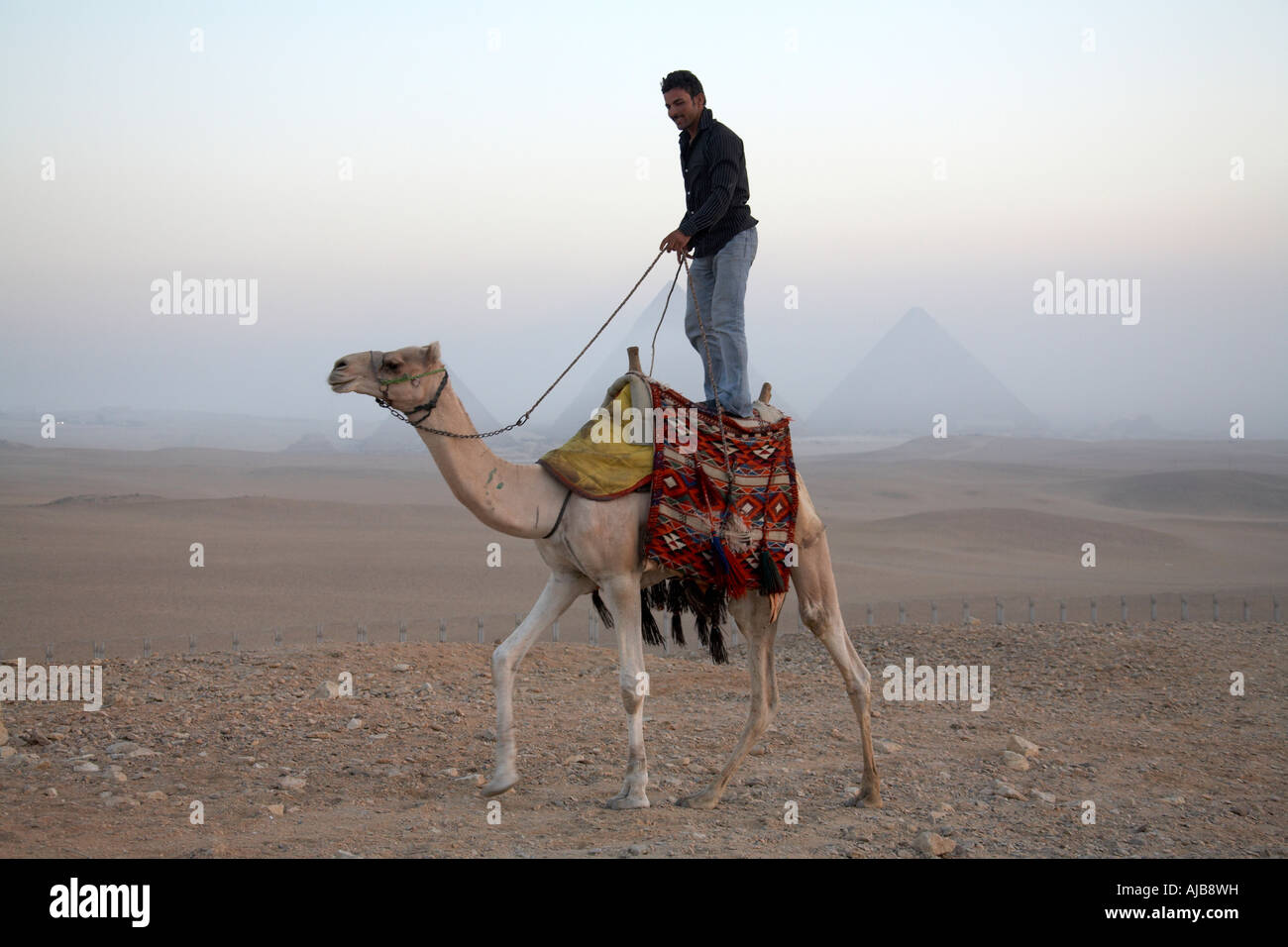 Stehend auf einem Kamel mit Pyramiden in der Ferne in der Steinwüste im morgendlichen Sonnenlicht Gizeh Kairo Ägypten Afrika Reiseführer Stockfoto