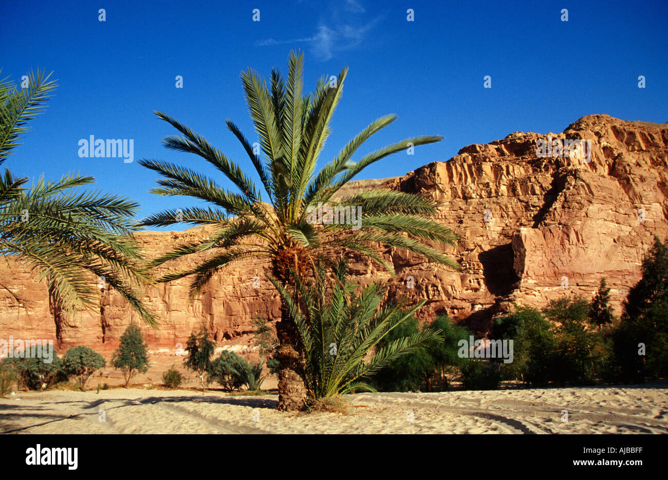 Palmen in der Oase Wadi Ain Khudra Sinai Ägypten Stockfoto