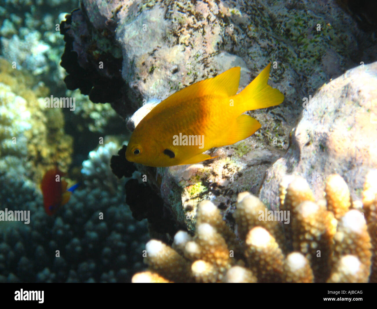 Unterwasser Tauchen Bild von Schwefel Riffbarsche Pomacentrus Sulfureus im Roten Meer am Tauchplatz Canyon in der Nähe von Dahab Sinai Ägypten Stockfoto