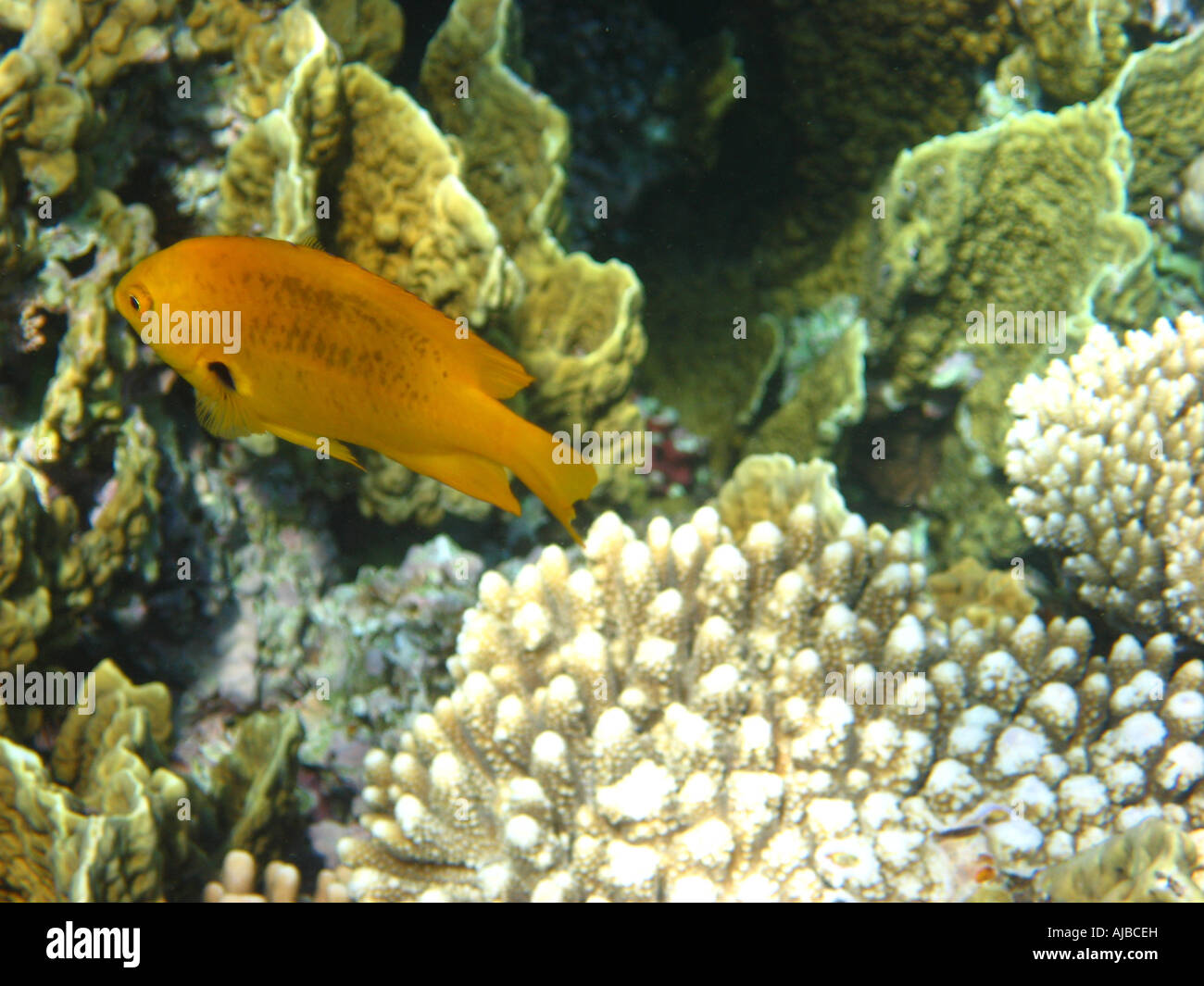 Bild Schwefel Riffbarsche Pomacentrus Sulfureus schwimmen durch Korallen im Roten Meer am Tauchplatz Canyon Tauchen Stockfoto