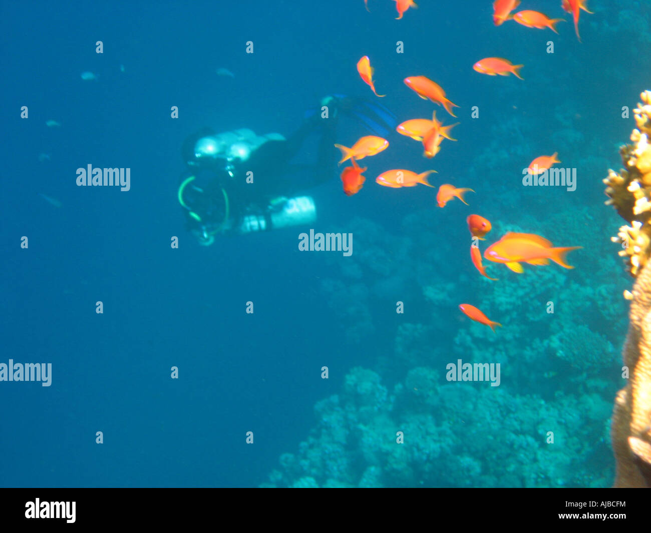 Unterwasser Tauchen Bild von Fisch und ein Taucher im Roten Meer am Tauchplatz Canyon in der Nähe von Dahab Sinai Ägypten Stockfoto