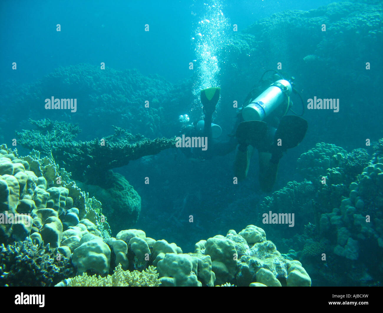 Unterwasser Tauchen Bild von zwei Taucher im Roten Meer auf den Inseln Tauchplatz in der Nähe von Dahab Sinai Ägypten Stockfoto