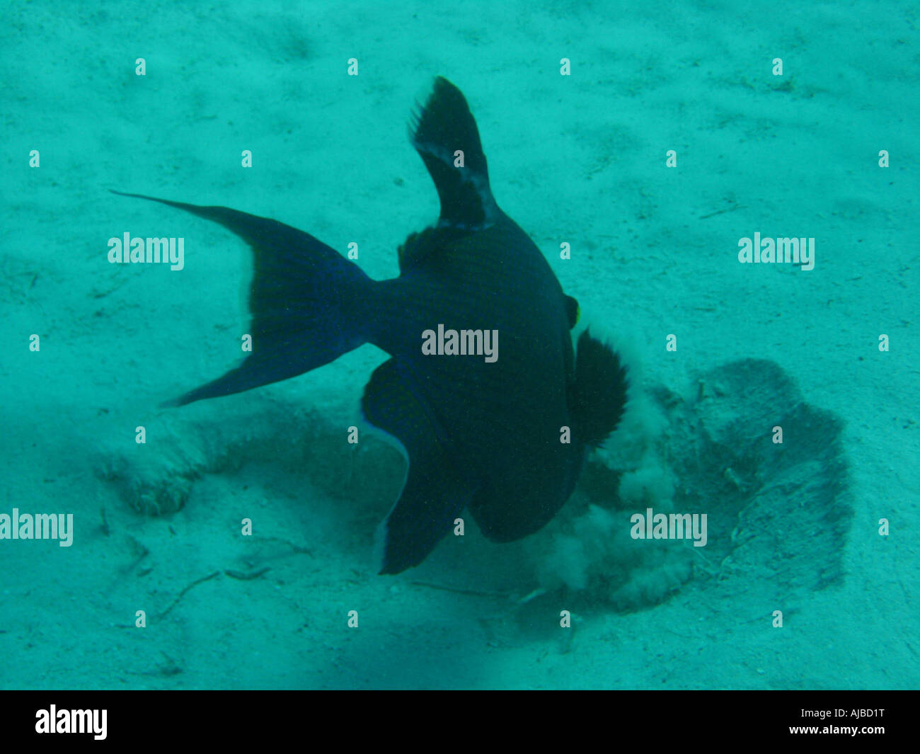 Unterwasser Tauchen Bild von einem blauen Trigger Fisch Pseudobalistes Fuscus im Roten Meer Inseln Tauchplatz in der Nähe von Dahab Sinai Ägypten Stockfoto