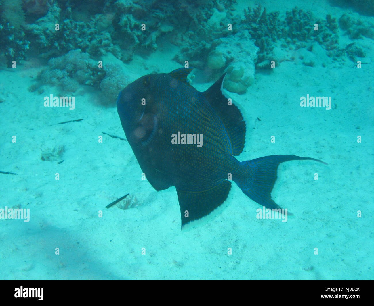 Unterwasser Tauchen Bild von einem blauen Trigger Fisch Pseudobalistes Fuscus im Roten Meer Inseln Tauchplatz in der Nähe von Dahab Sinai Ägypten Stockfoto