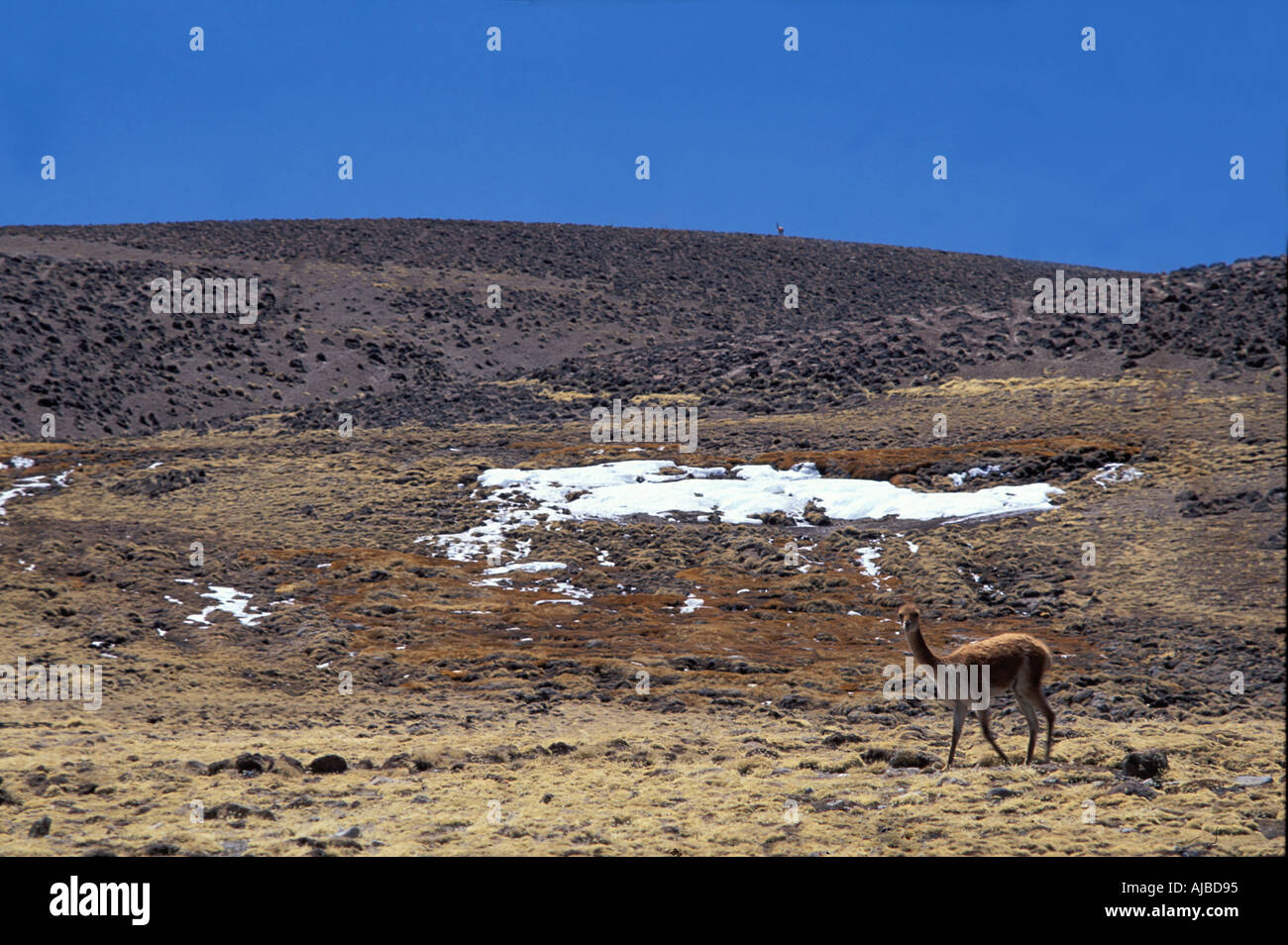 Vicuña im Zusammenhang mit einem Kameliden Lama und Alpaka aber kleiner und knapper in der Lauca Nationalpark Nord-Chile Stockfoto