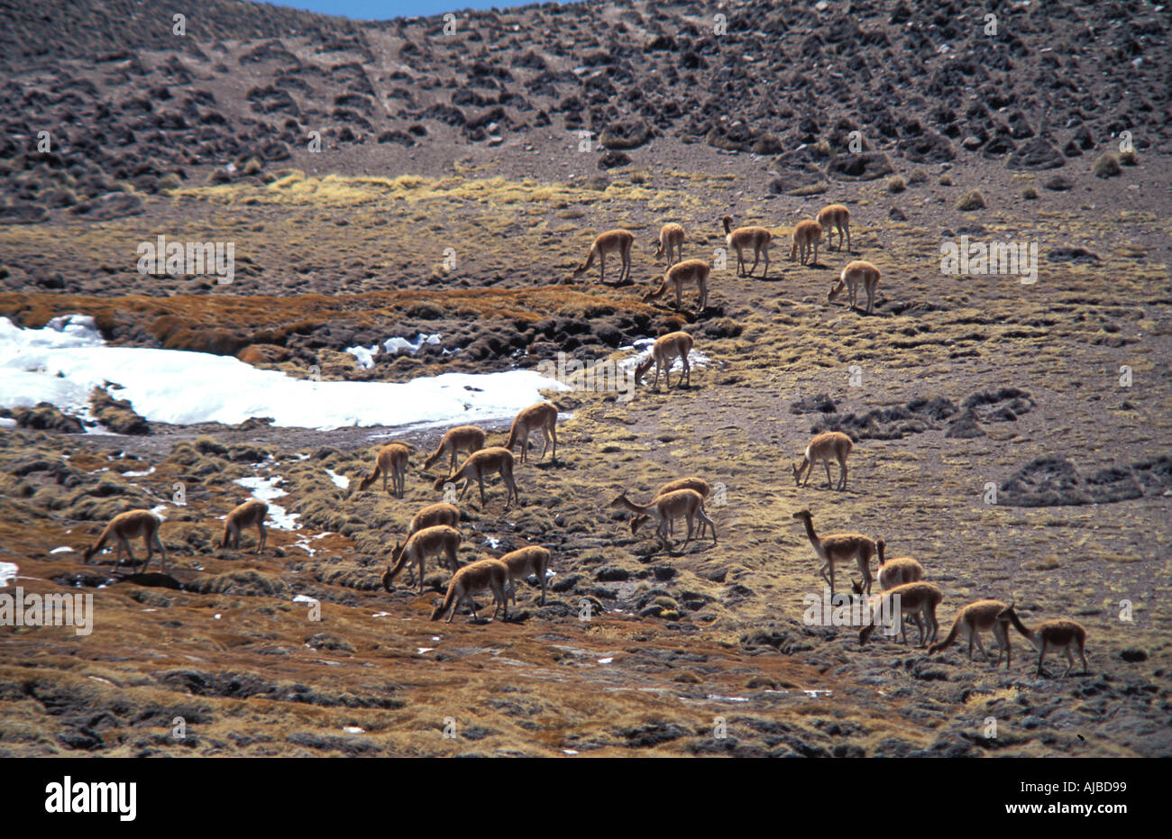 Vicuña im Zusammenhang mit einem Kameliden Lama und Alpaka aber kleiner und knapper in der Lauca Nationalpark Nord-Chile Stockfoto