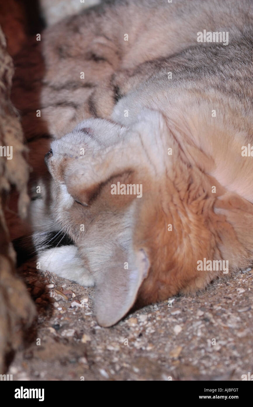 Ein Porträt einer arabischen Sandkatze (Felis margarita), die sich schlafend zwischen den Felsen aufgewellt hat Stockfoto