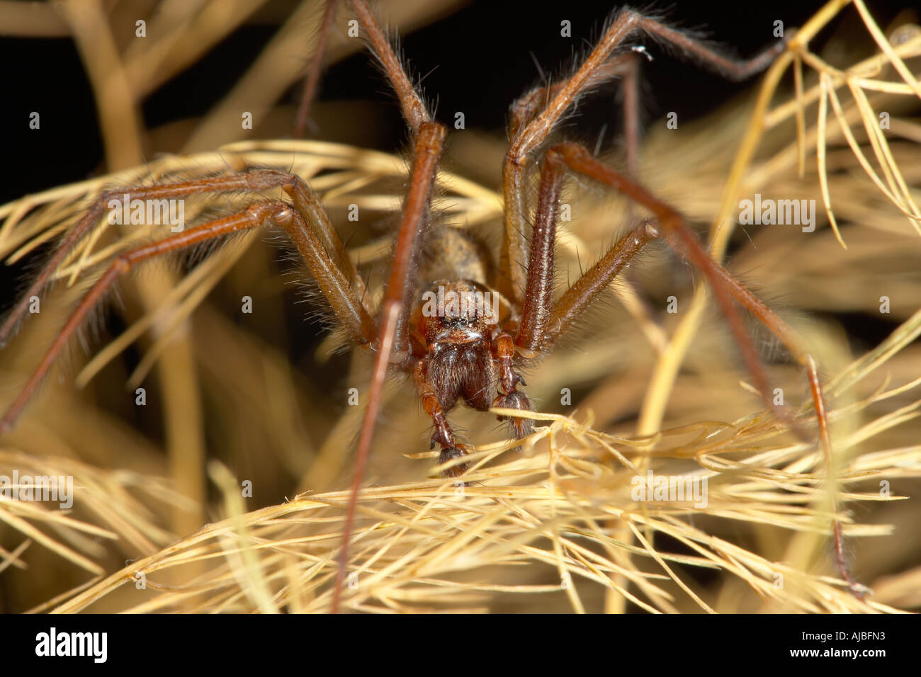 Gemeinsamen Haus Spinne (Tegenaria Gigantea) Stockfoto