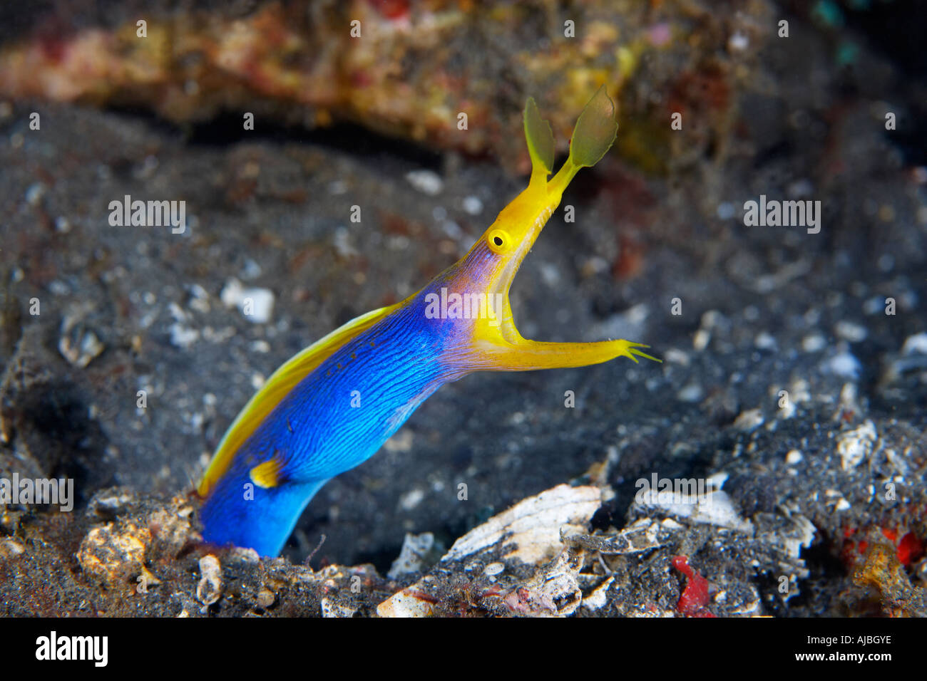 Blue Ribbon Eel (Rhinomuraena Quaesita) in Lembeh Strait Nord Sulawesi, Indonesien Stockfoto