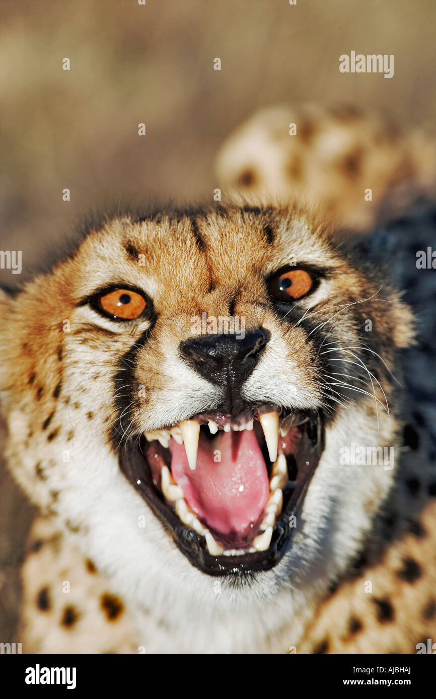 Weibliche Cheetah (Acinonyx Jubatus) mit offenen Mund Stockfoto