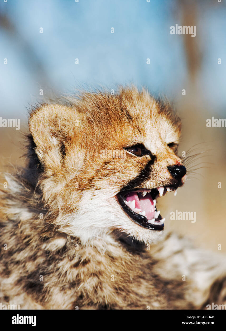Gepard (Acinonyx Jubatus) Cub mit offenen Mund Stockfoto