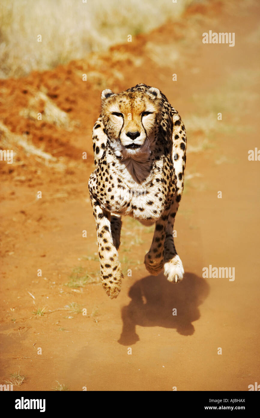 Vordere Ansicht eines weiblichen Cheetah (Acinonyx Jubatus) laufenden Stockfoto