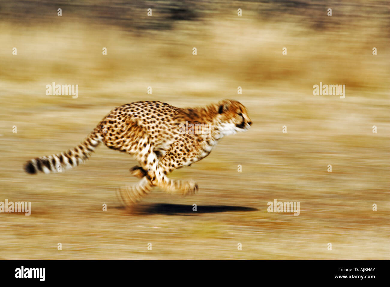 Vordere Ansicht eines weiblichen Cheetah (Acinonyx Jubatus) laufenden Stockfoto