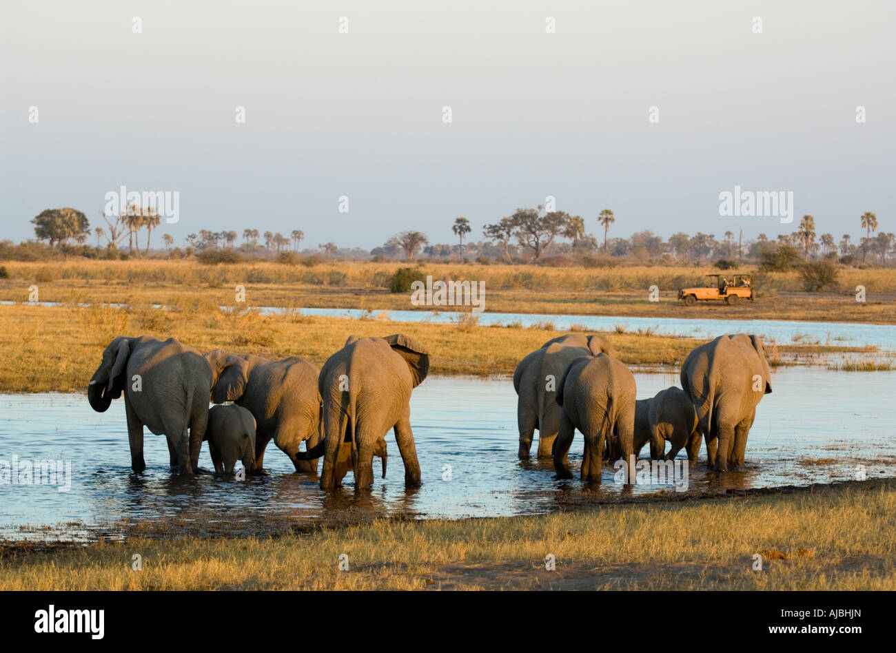 Hintere Ansicht des afrikanischen Elefanten (Loxodonta Africana) Herde im Wasser Stockfoto