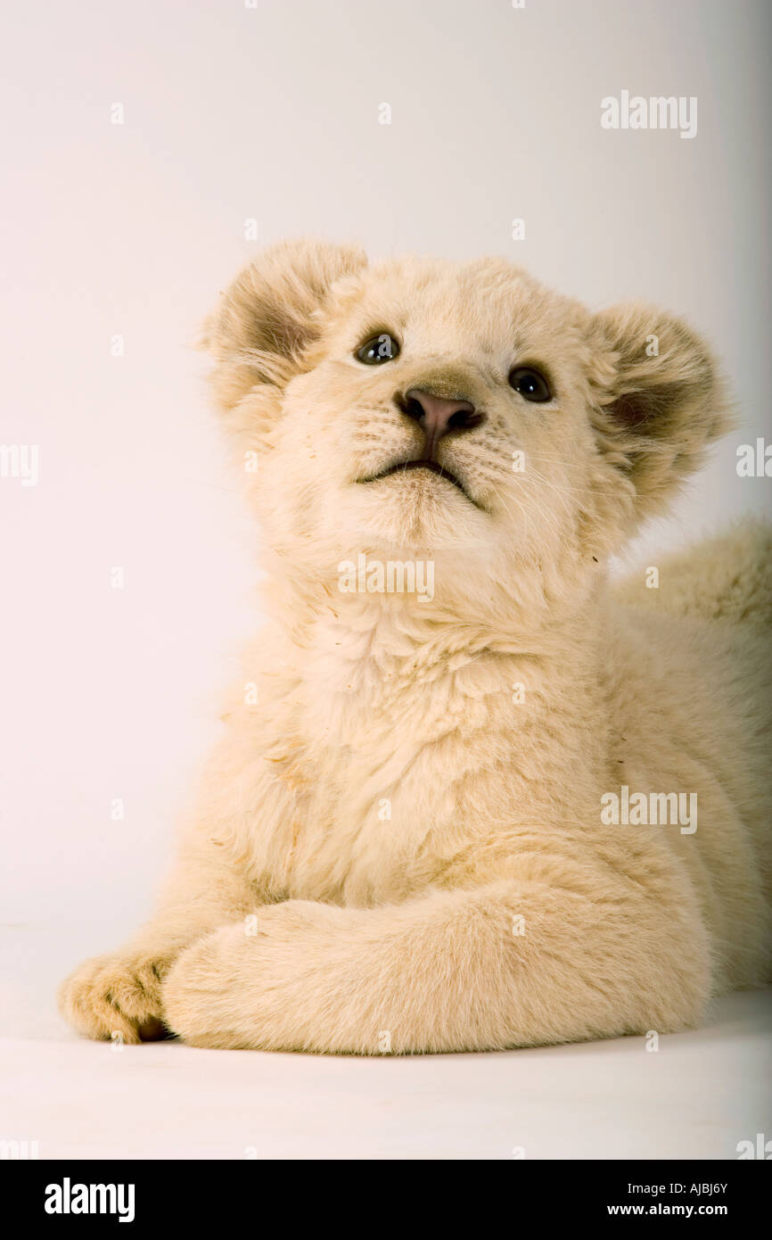 Weißer Löwe (Panthera Leo) Cub Looking Up Stockfoto