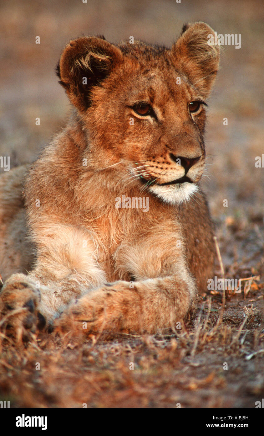 Porträt von einem Lion Cub (Panthera Leo) liegen in der Bushveld Stockfoto