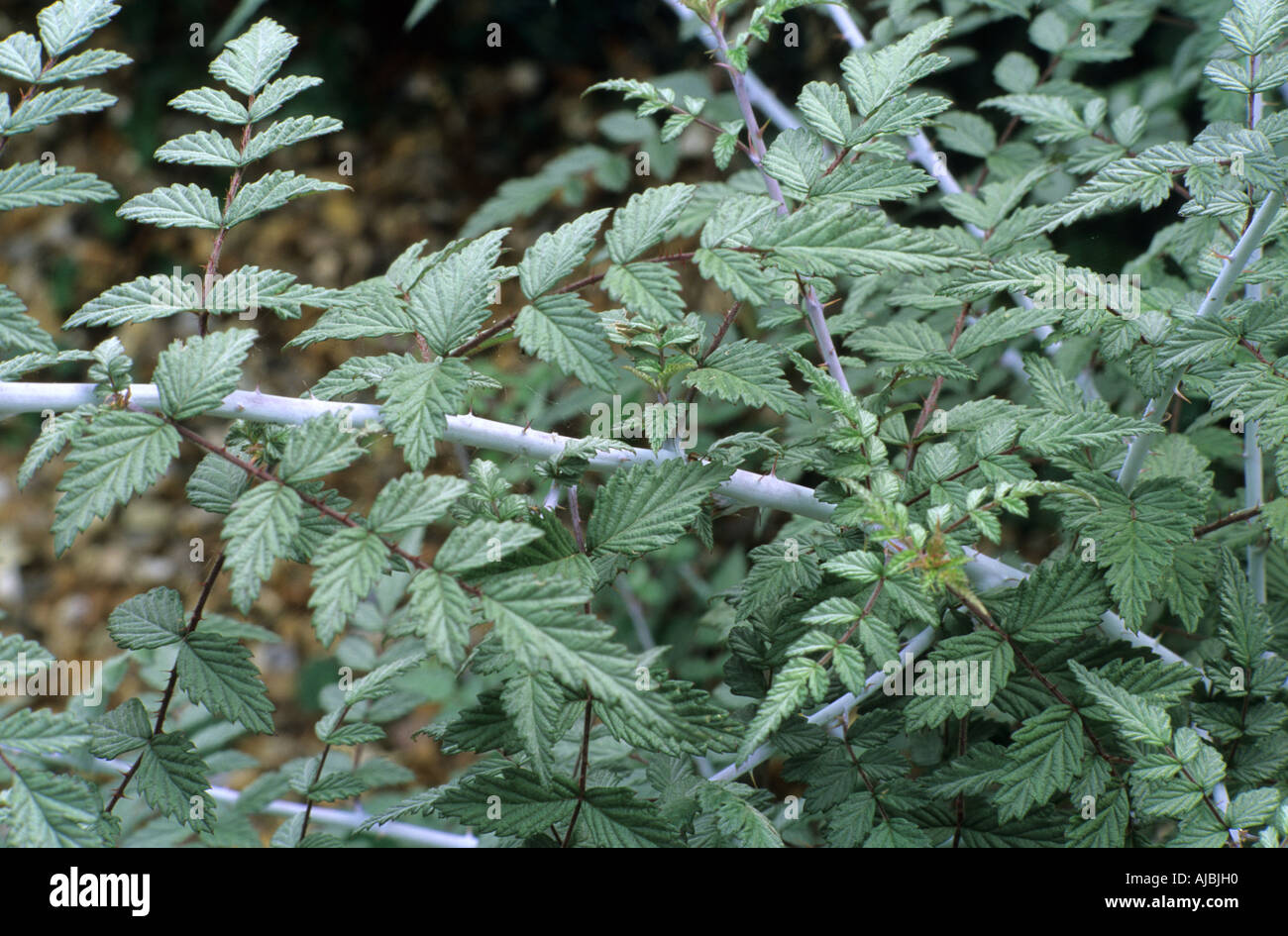 Rubus Silver Fern Stockfoto