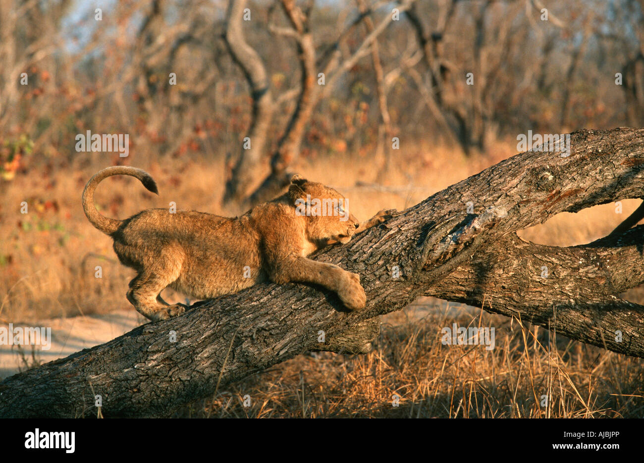 Lion Cub (Panthera Leo) spielen auf Baumstamm Stockfoto