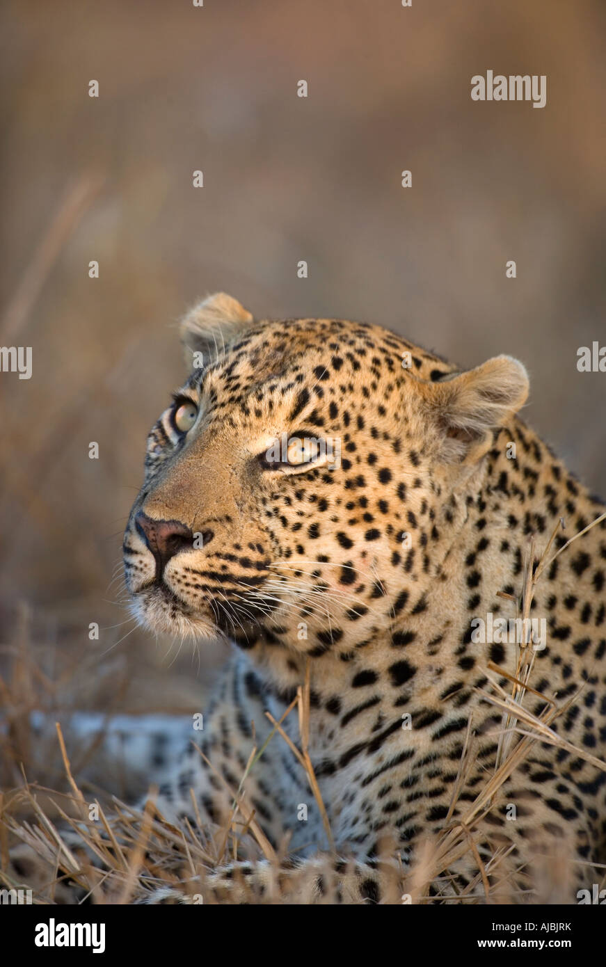 Porträt von einem Leoparden (Panthera Pardus) Looking Up Stockfoto