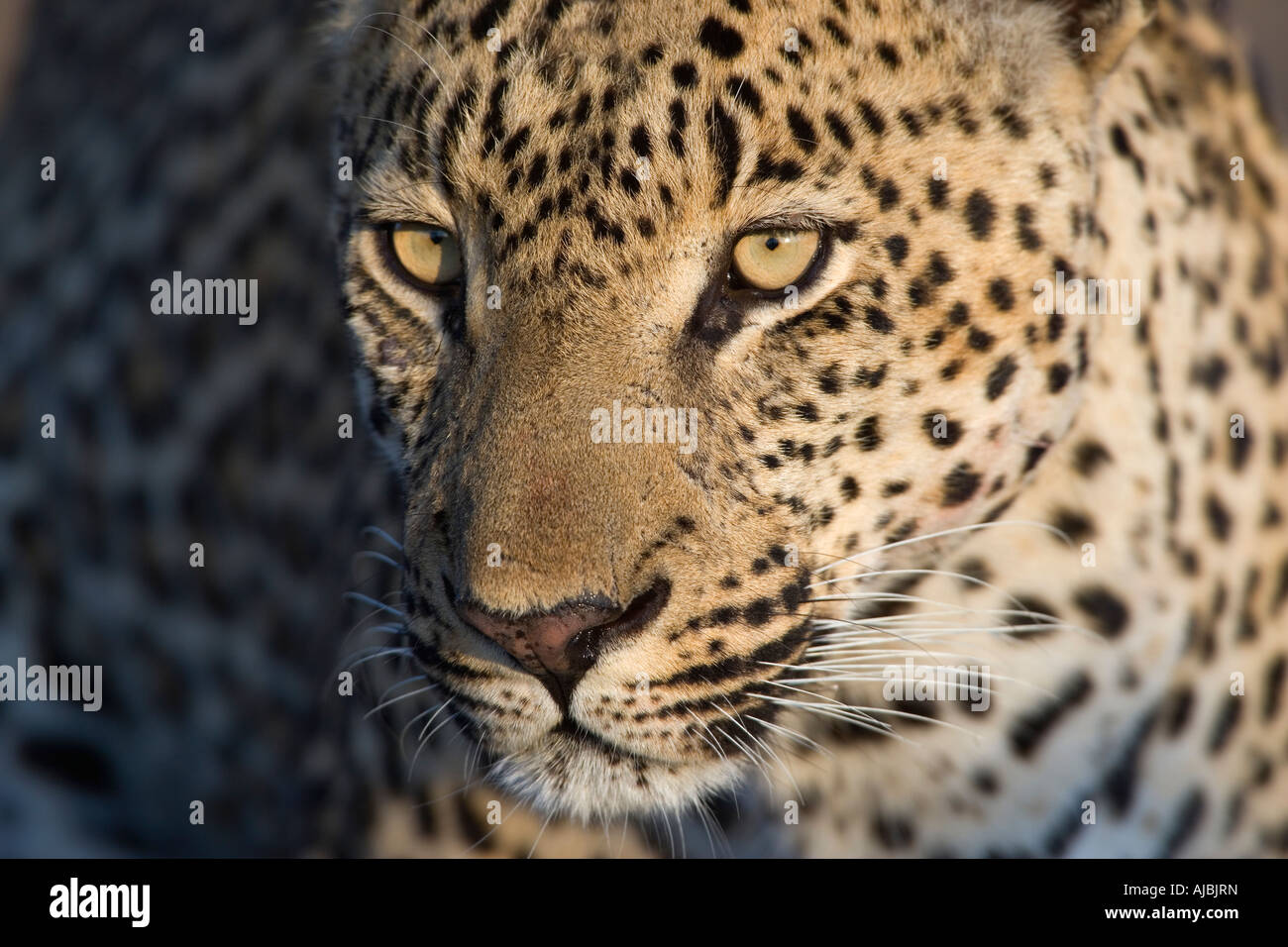 Porträt von Leopard (Panthera Pardus) Nahaufnahme Stockfoto