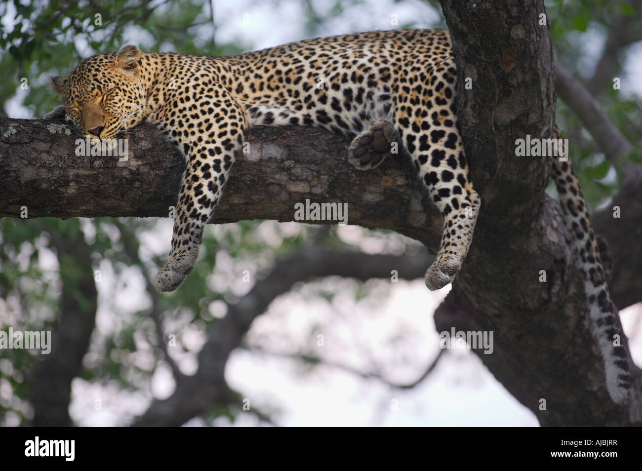 Leopard (Panthera Pardus) liegen in einem Baum - Low Angle View Stockfoto