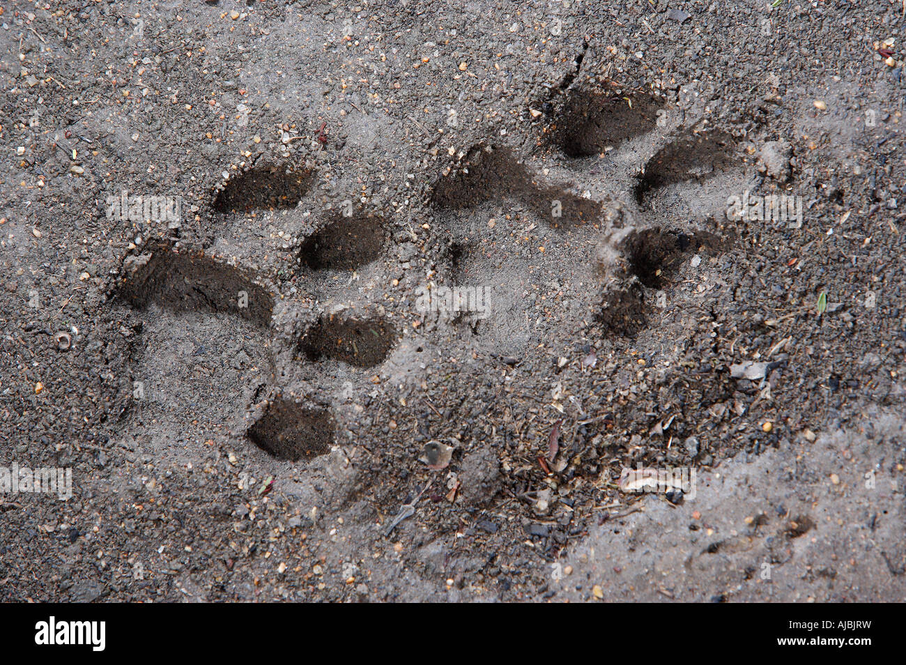 Leopard (Panthera Pardus) Spoor (Footprints) im Schlamm Stockfoto