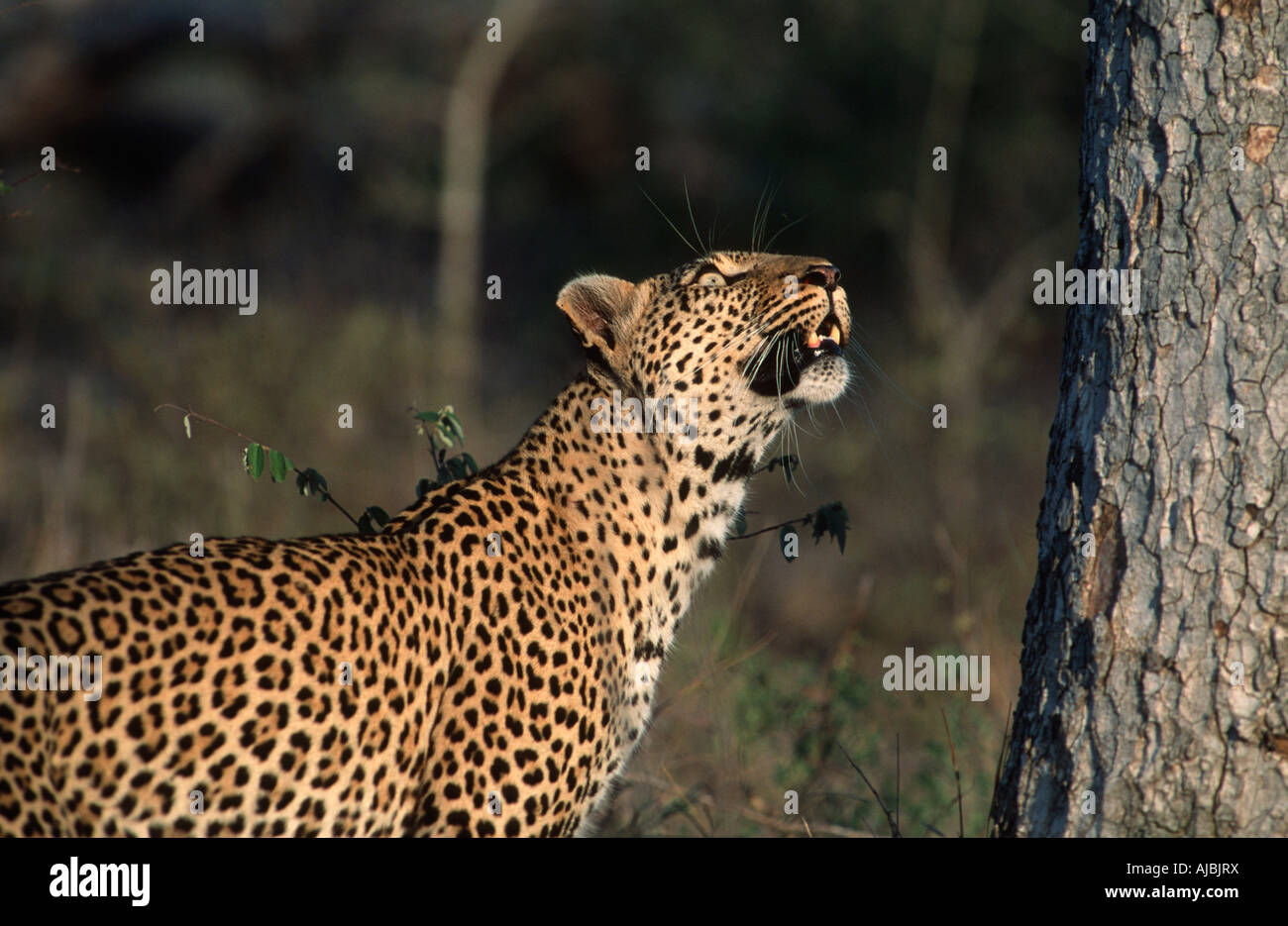 Leopard (Panthera Pardus) Looking Up a Tree Stockfoto