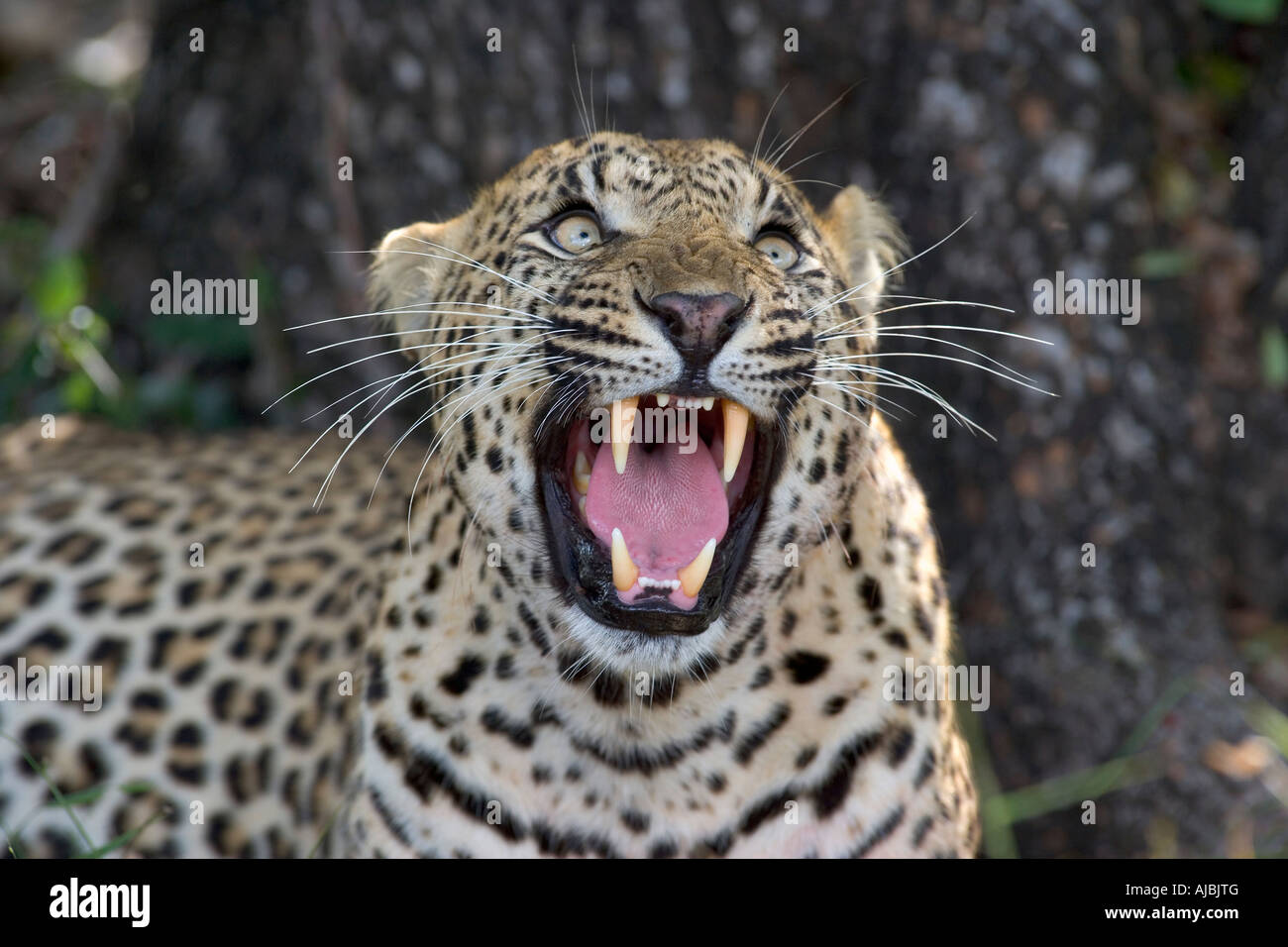 Leopard (Panthera Pardus) nachschlagen - Knurren Stockfoto