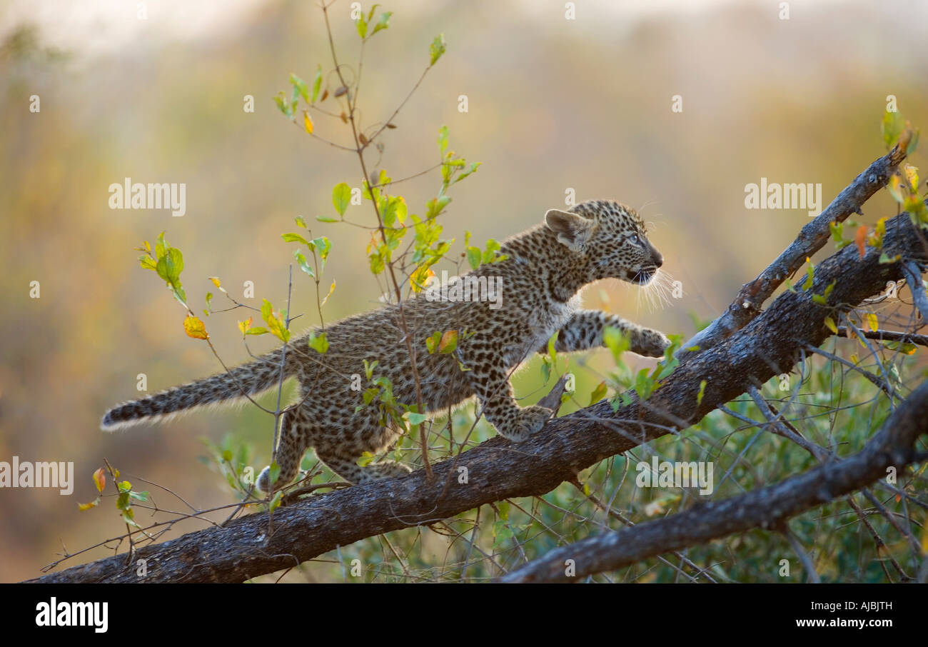 Junge Leoparden (Panthera Pardus) Cub klettern einen Ast Stockfoto