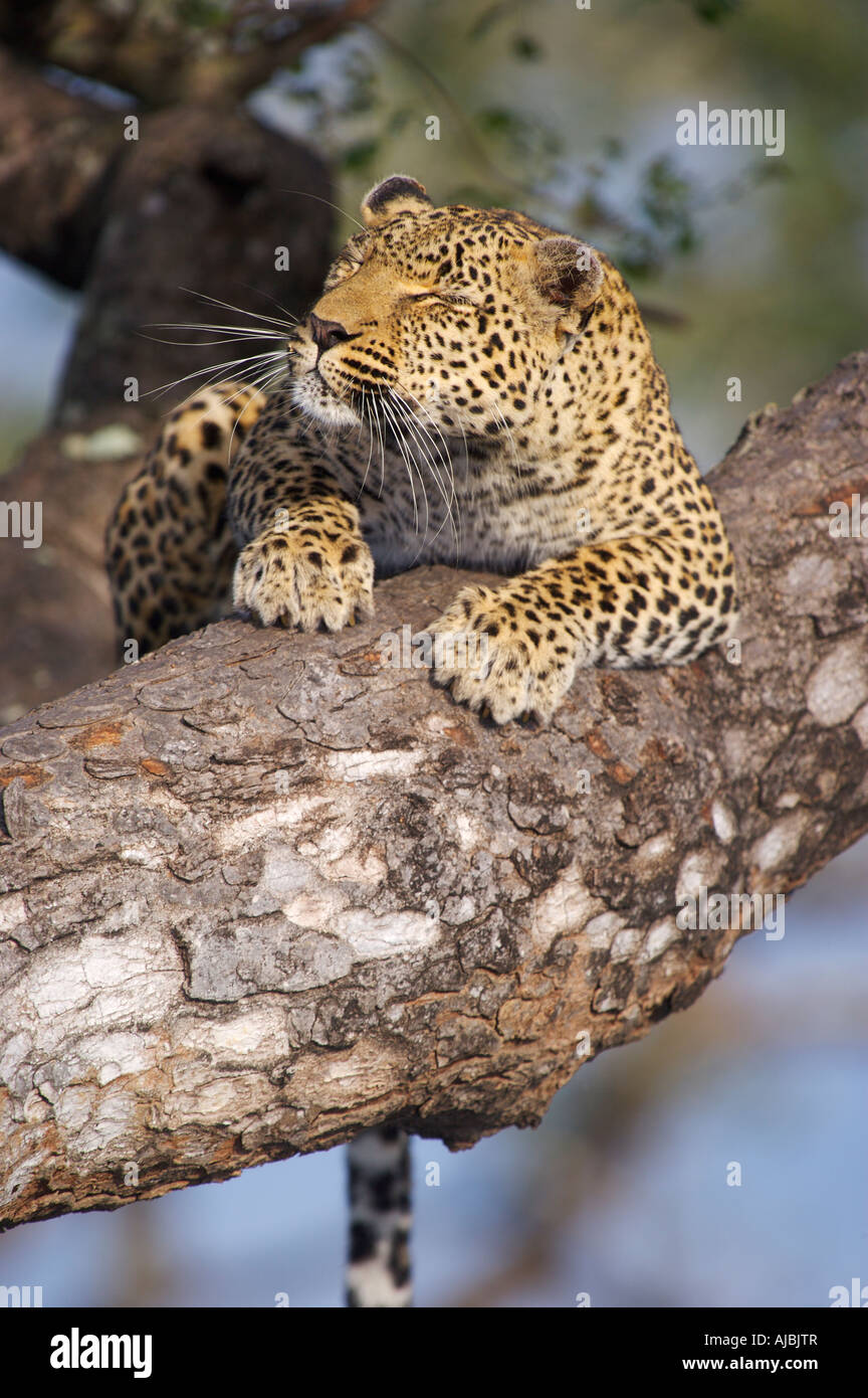 Leopard (Panthera Pardus) in einem Baum mit seinen Augen geschlossen Stockfoto